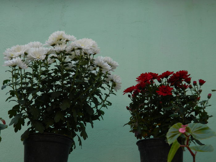 DSCN2940 - PRINTESELE_TOAMNEI_2014