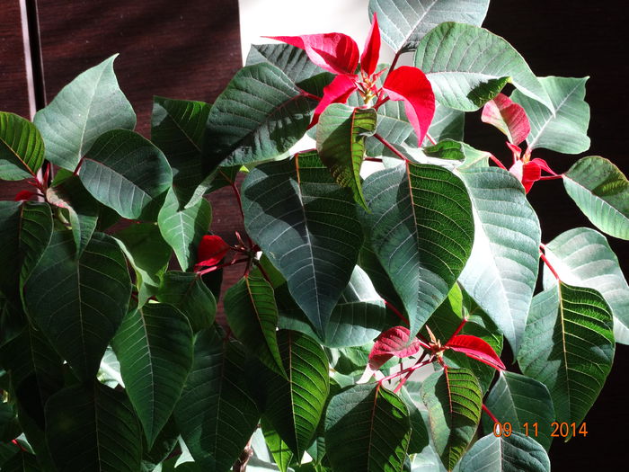 DSC08178 - Plante in ghiveci 2014