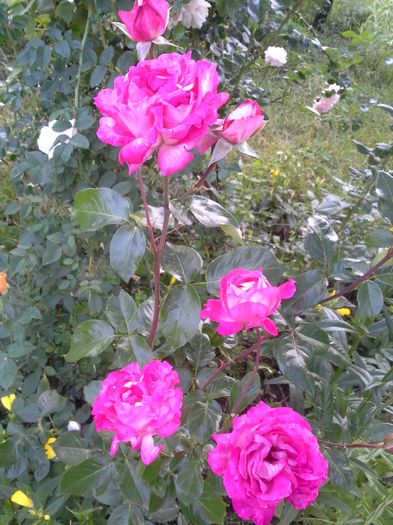 20140628_201205 - Trandafirii mei