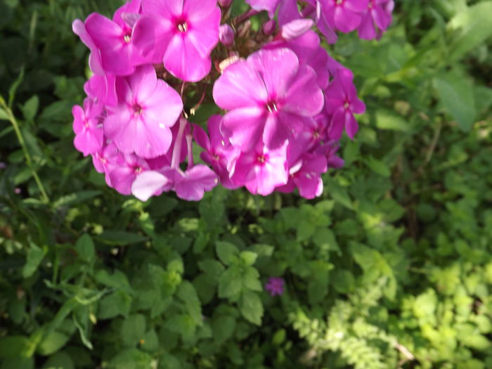 Phlox paniculata - Flori amestec