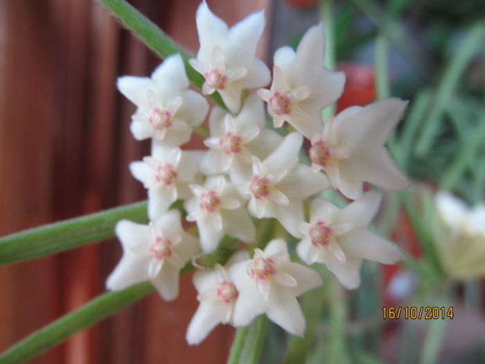 hoya linearis !