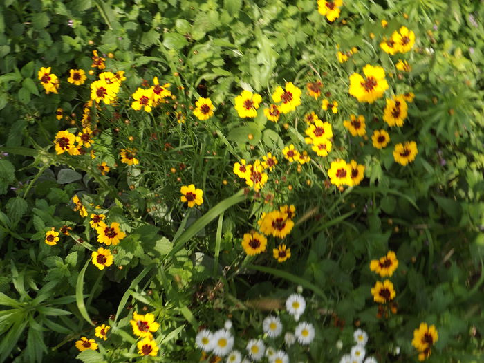 Gaillardia - Flori amestec