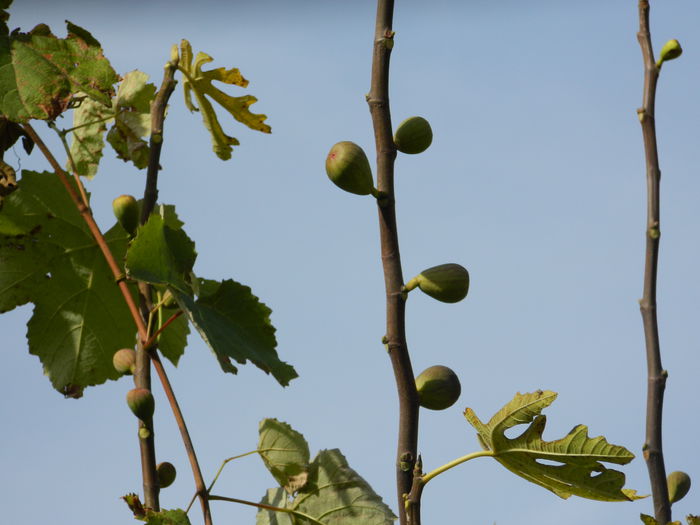 DSCN3448 - NOIEMBRIE_2_2014