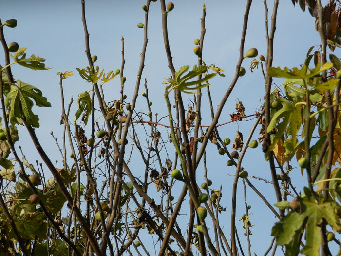 DSCN3452 - NOIEMBRIE_2_2014