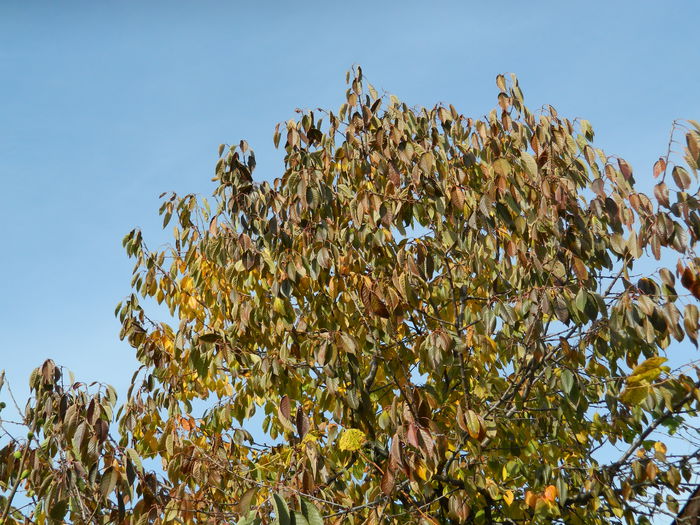 DSCN3453 - NOIEMBRIE_2_2014