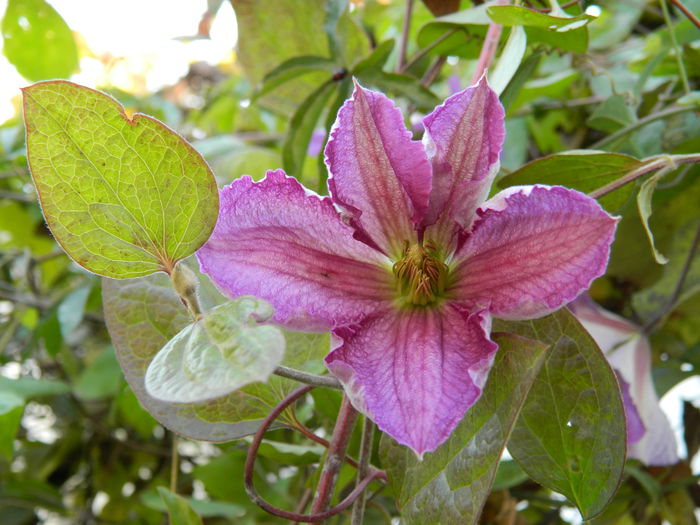 DSCN3454 - NOIEMBRIE_2_2014