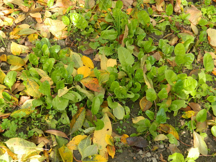 DSCN3461 - NOIEMBRIE_2_2014