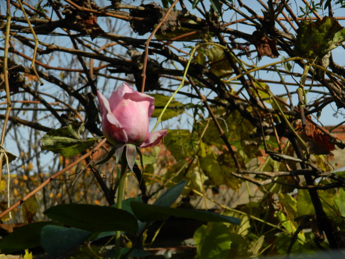 DSCN3466 - NOIEMBRIE_2_2014