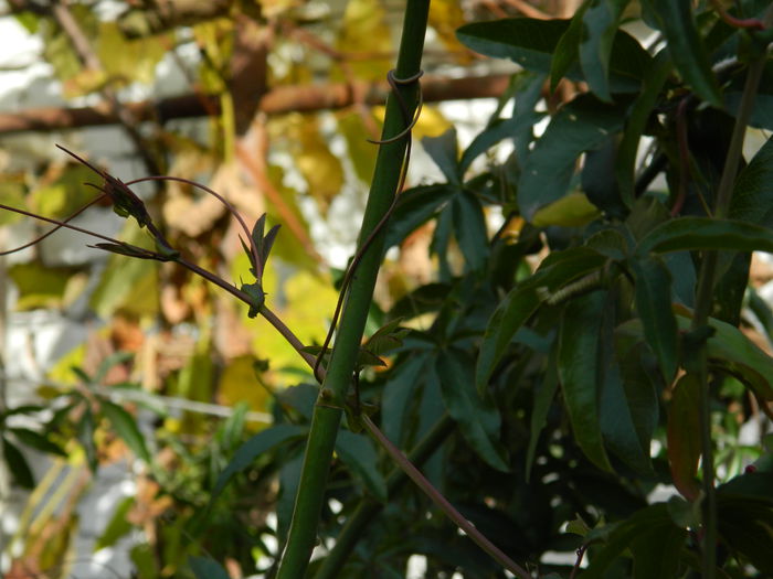 DSCN3467 - NOIEMBRIE_2_2014
