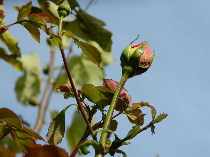 DSCN3478 - NOIEMBRIE_2_2014