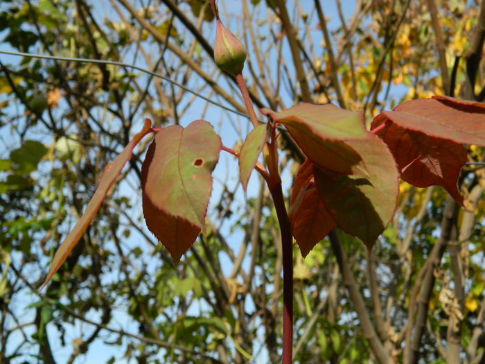 DSCN3488 - NOIEMBRIE_2_2014