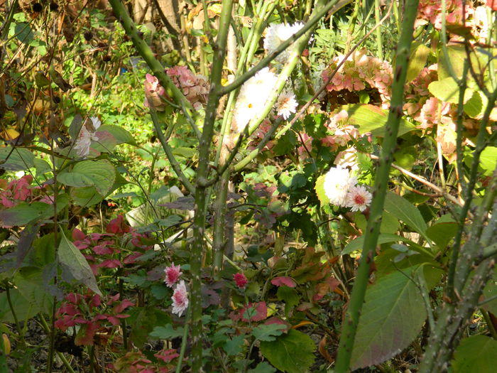 DSCN3517 - NOIEMBRIE_2_2014