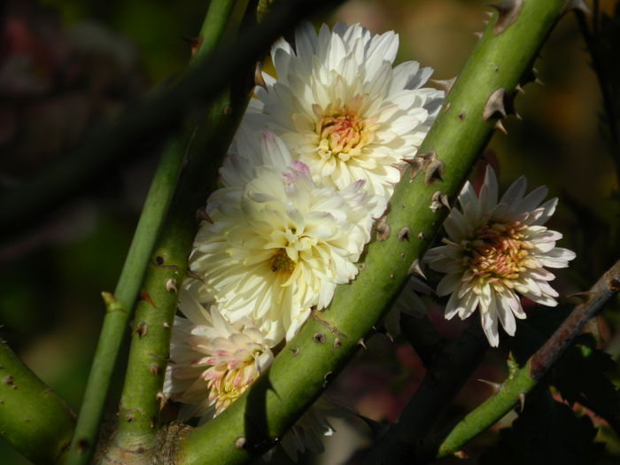 DSCN3518 - NOIEMBRIE_2_2014