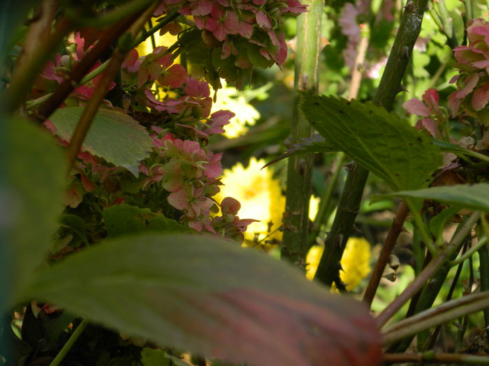 DSCN3519 - NOIEMBRIE_2_2014