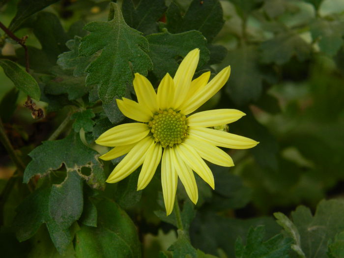 DSCN3524 - NOIEMBRIE_2_2014