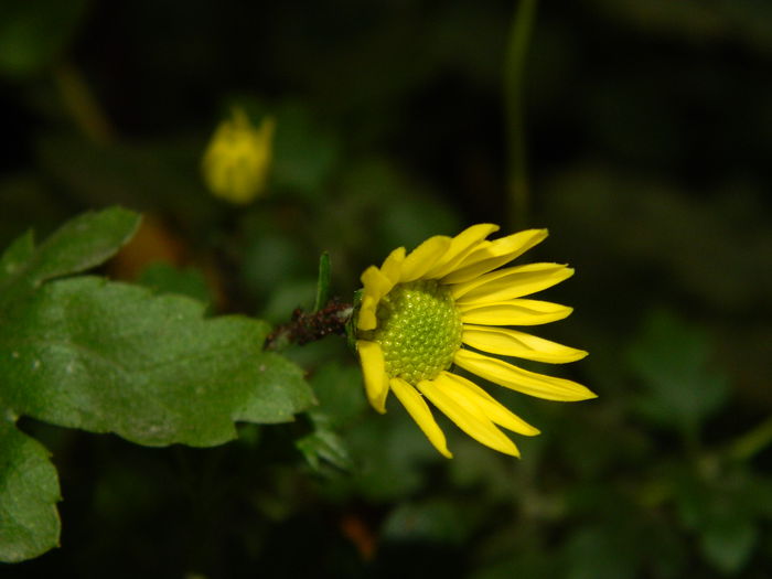 DSCN3525 - NOIEMBRIE_2_2014