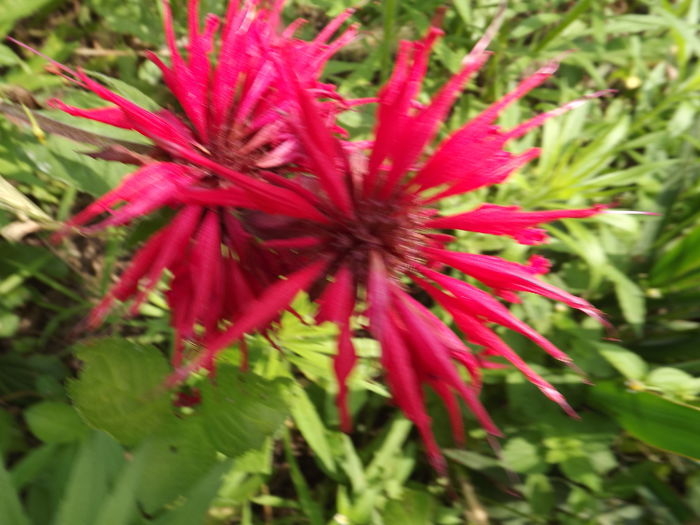 DSCF3326 - Flori amestec