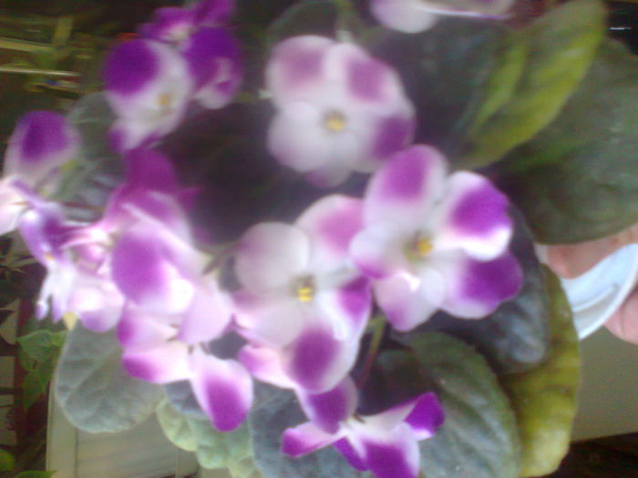 Fotografie0058 - violetele mele