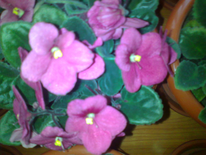 Fotografie0112 - violetele mele