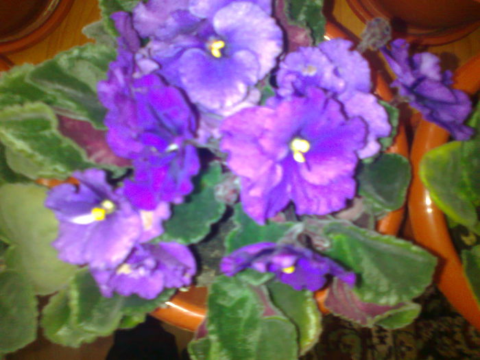 Fotografie0114 - violetele mele