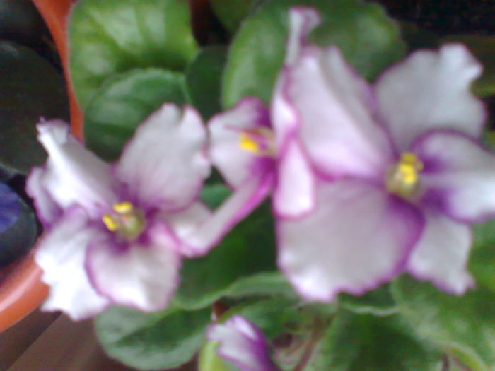 Fotografie0115 - violetele mele