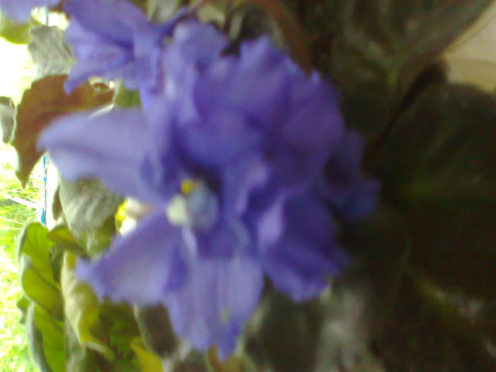 Fotografie0152 - violetele mele