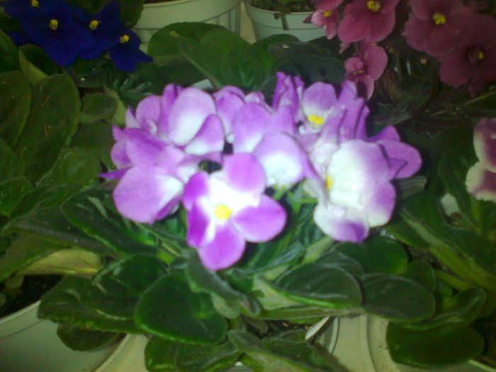 Fotografie0156 - violetele mele