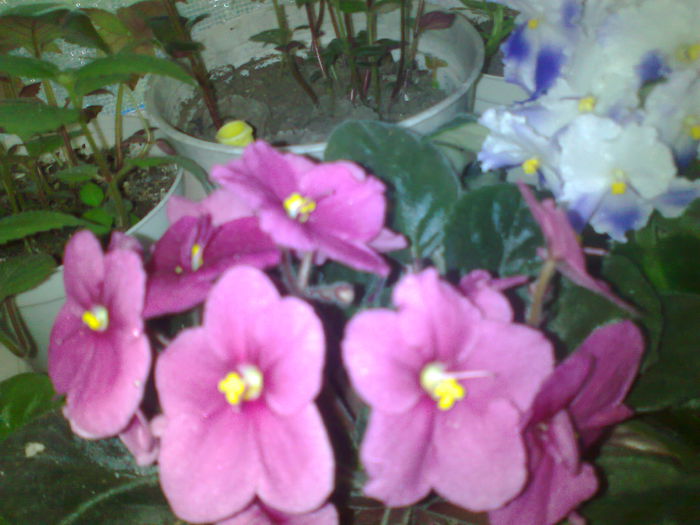 Fotografie0159 - violetele mele