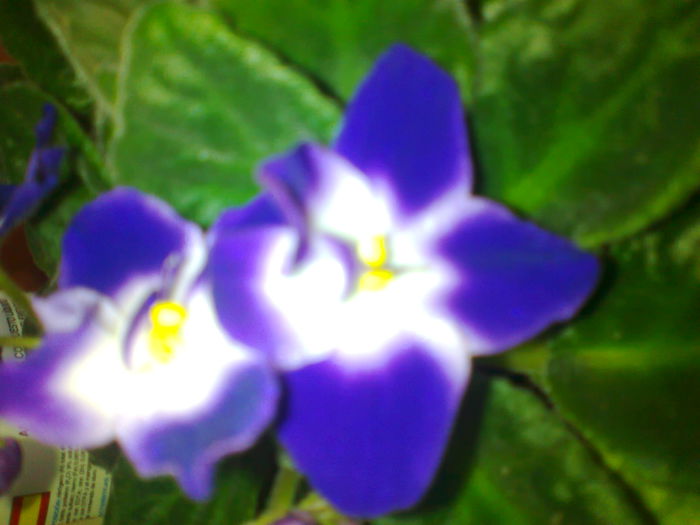 Fotografie0164 - violetele mele