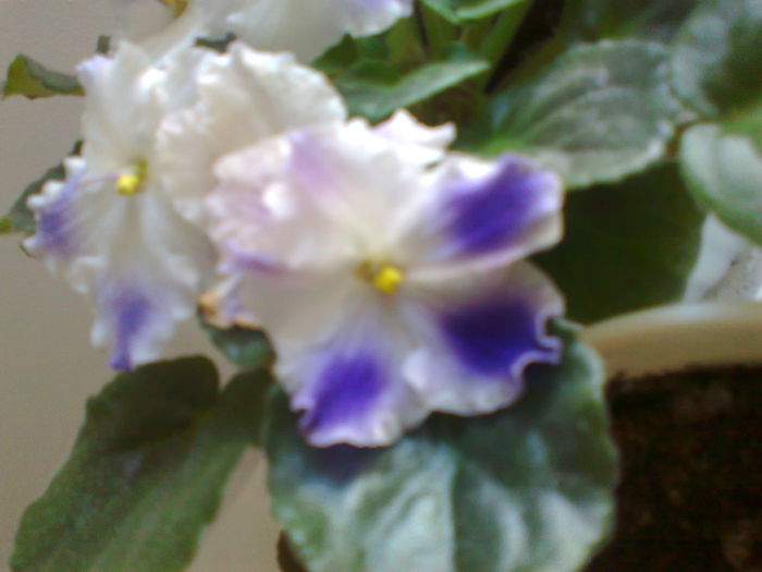 Fotografie0165 - violetele mele