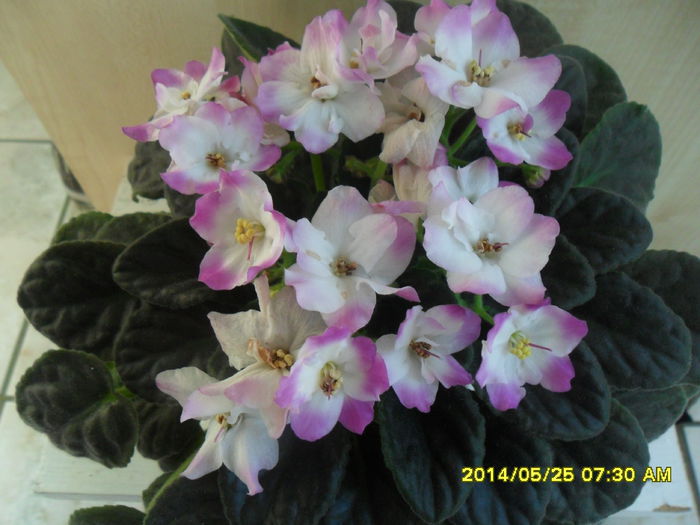 SAM_5699 - violetele mele