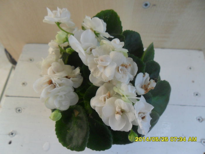 SAM_5700 - violetele mele