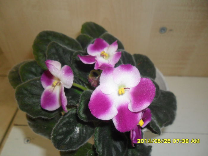 SAM_5702 - violetele mele