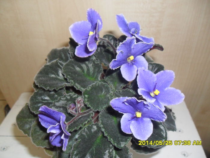 SAM_5703 - violetele mele