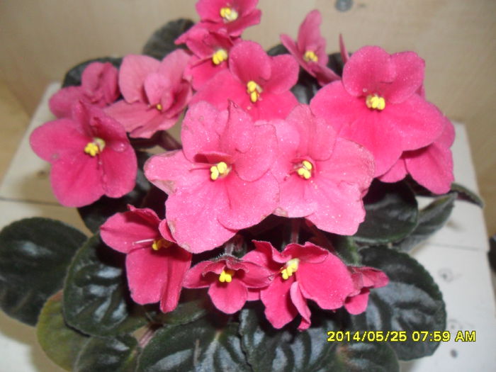 SAM_5709 - violetele mele