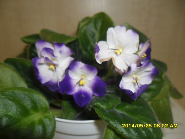 SAM_5710 - violetele mele