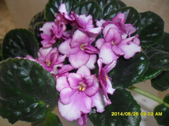 SAM_5711 - violetele mele