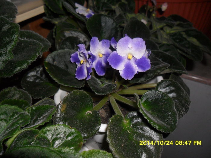 SAM_7461 - violetele mele