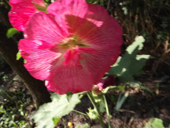 DSCF3338 - Flori amestec