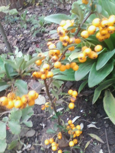 pyracantha galbena - a-a TOAMNA-2014