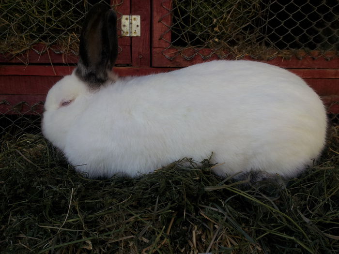 mascul 3, f gros si acesta, 8 luni mascul 3, f gros si acesta, 8 luni
