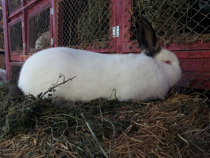 mascul 3, f gros si acesta, 8 luni mascul 3, f gros si acesta, 8 luni