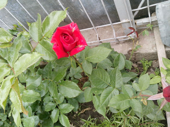 IMG_20130517_133316 - trandafiri