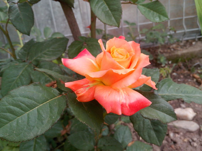 IMG_20130517_133345 - trandafiri