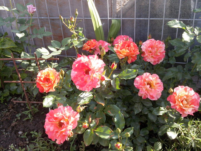 IMG_20130521_084716 - trandafiri