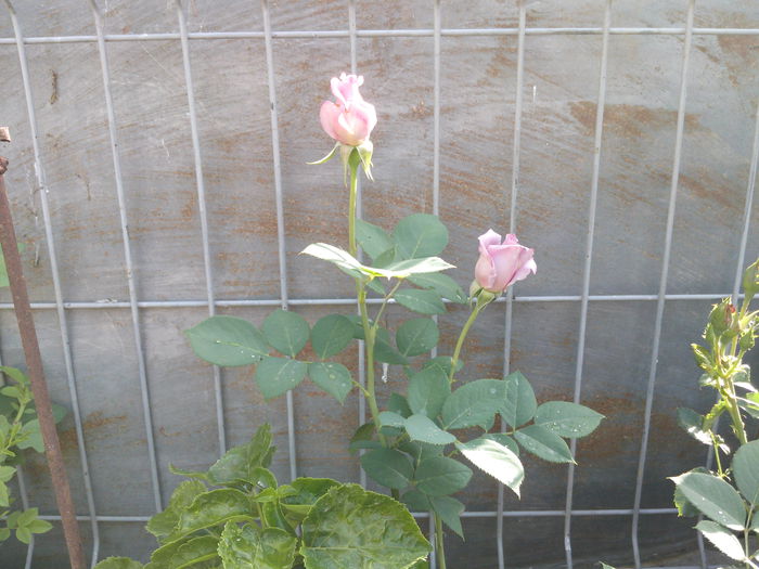 IMG_20130521_084744 - trandafiri