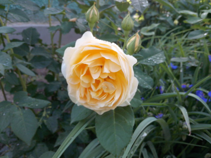 IMG_20130521_084902 - trandafiri