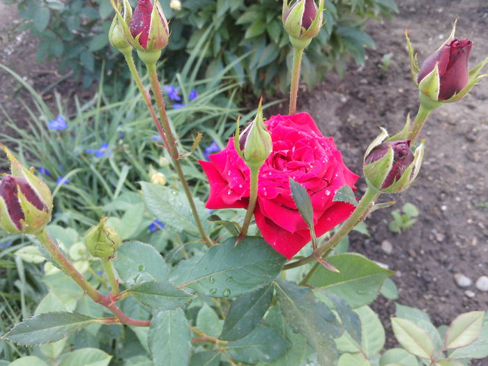 IMG_20130521_084914 - trandafiri