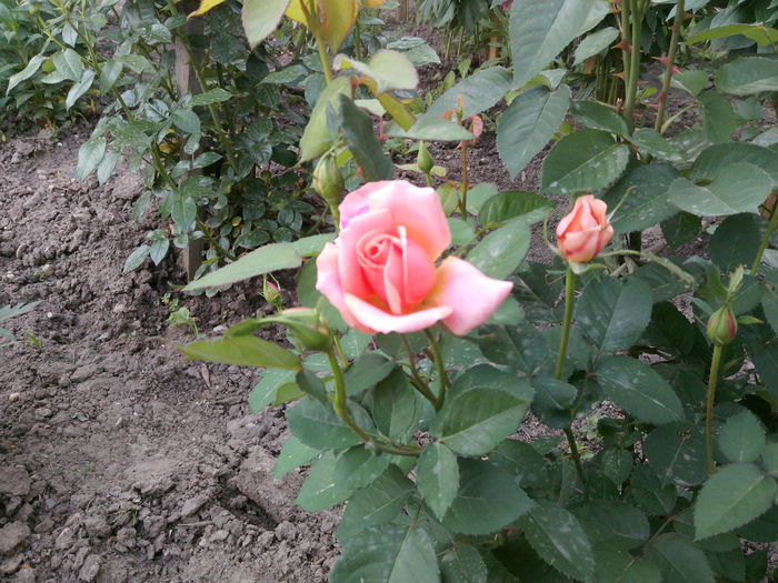 IMG_20130522_075818 - trandafiri