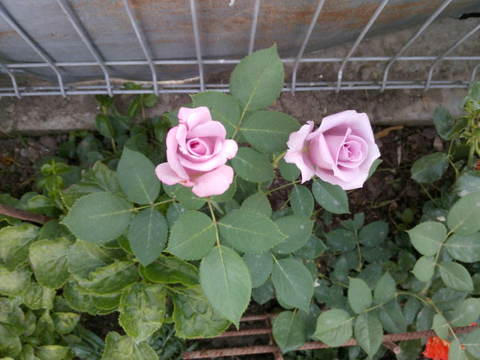 IMG_20130522_080009 - trandafiri